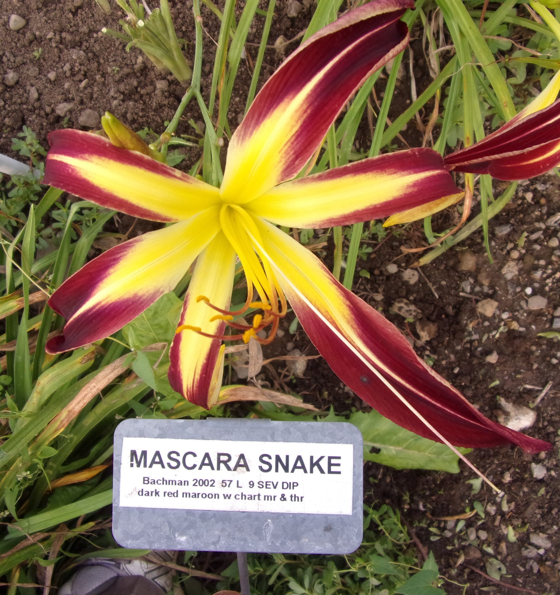 mascara lily flower MASCARA SNAKE – QB Daylily Gardens