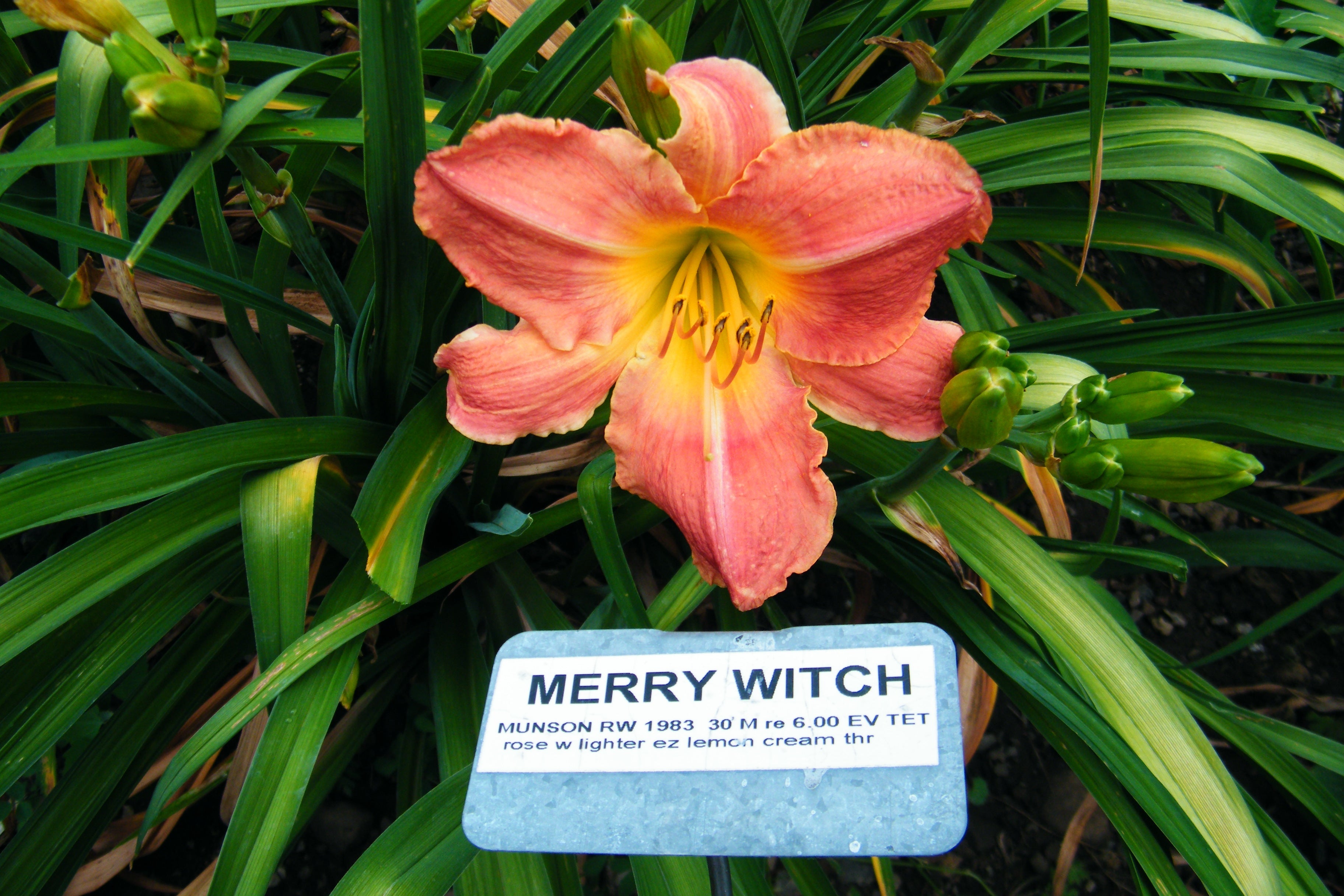 MERRY WITCH – QB Daylily Gardens