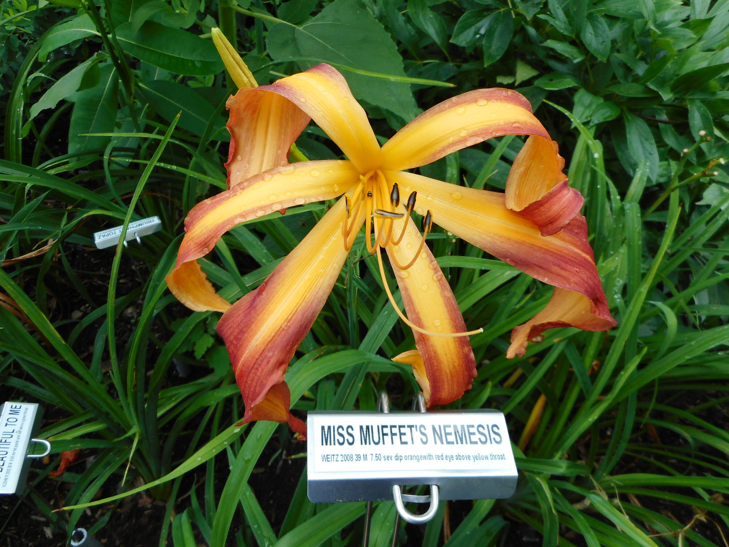 MISS MUFFET'S NEMESIS
