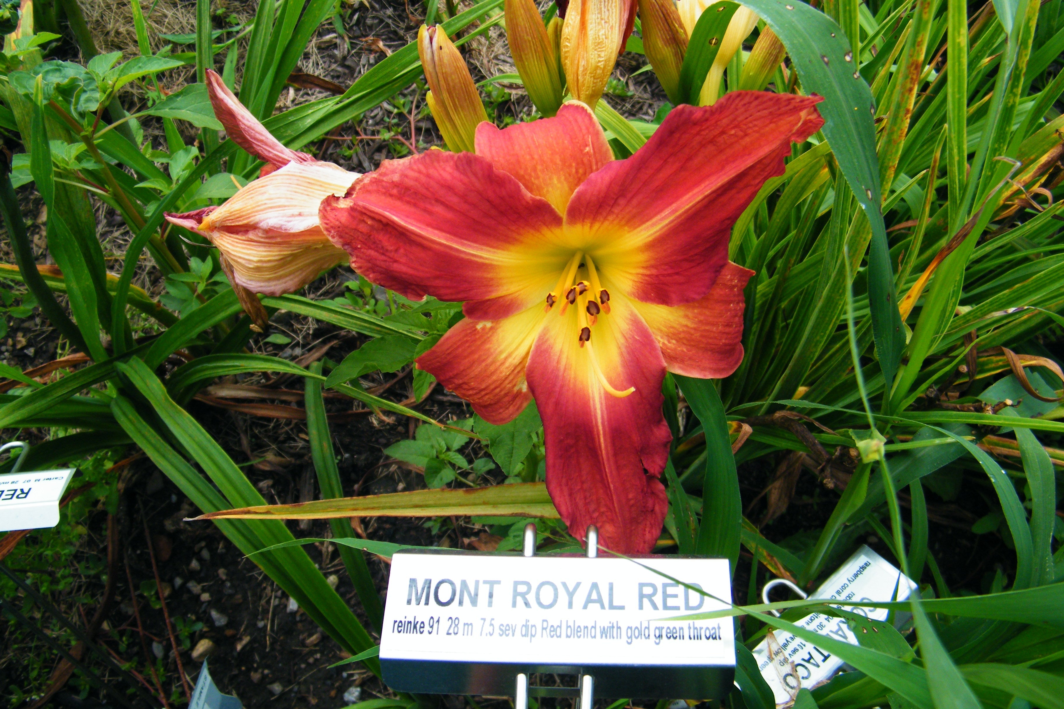 MONT ROYAL RED – QB Daylily Gardens