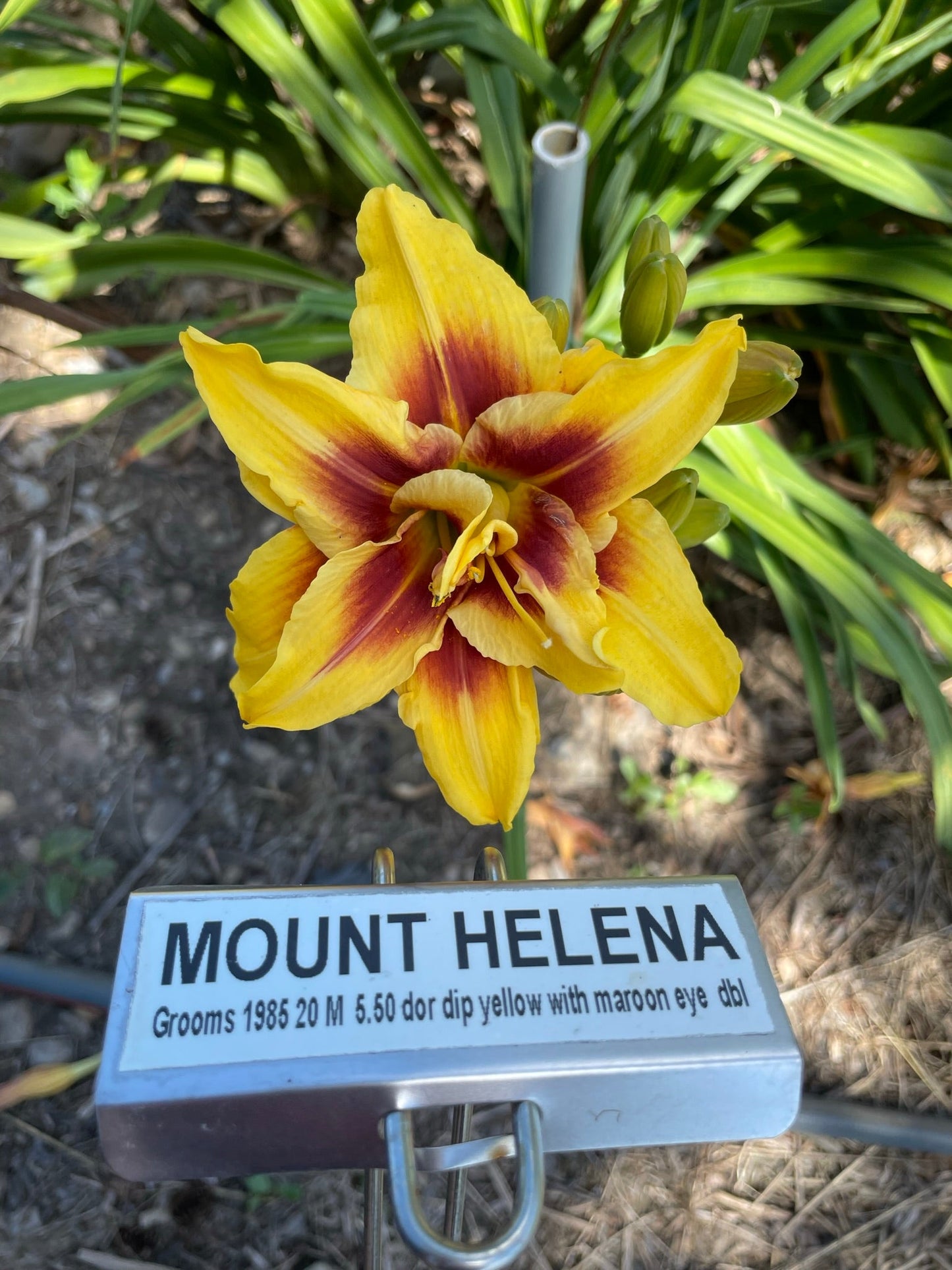 MOUNT HELENA