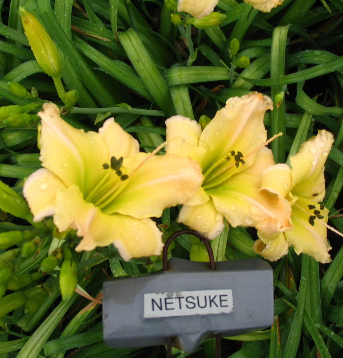 NETSUKE – QB Daylily Gardens