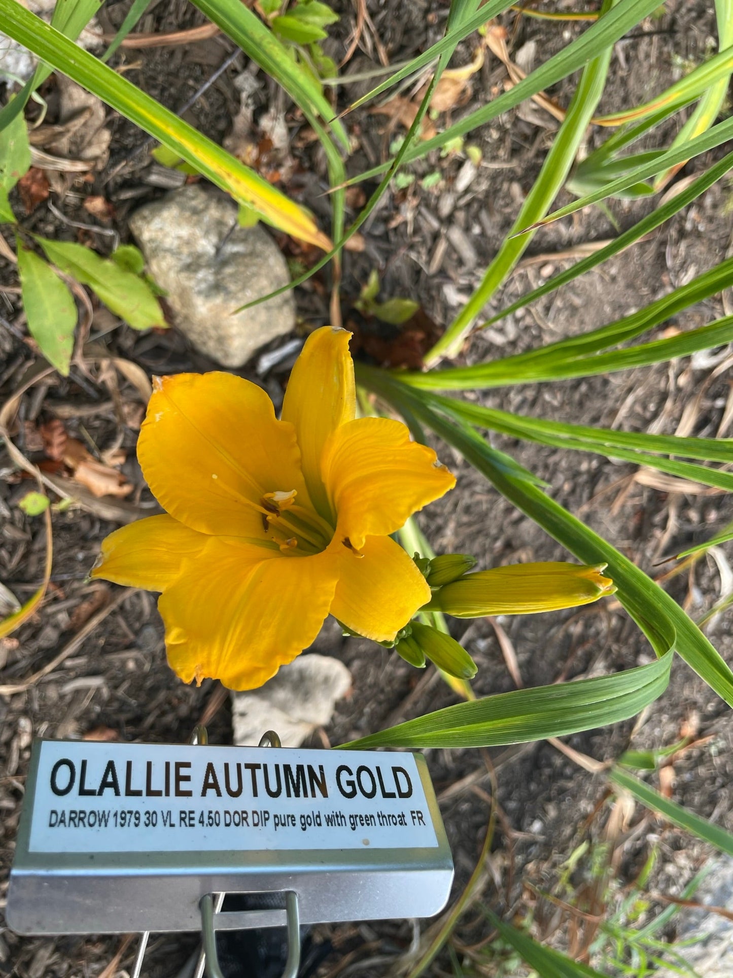 OLALLIE AUTUMN GOLD