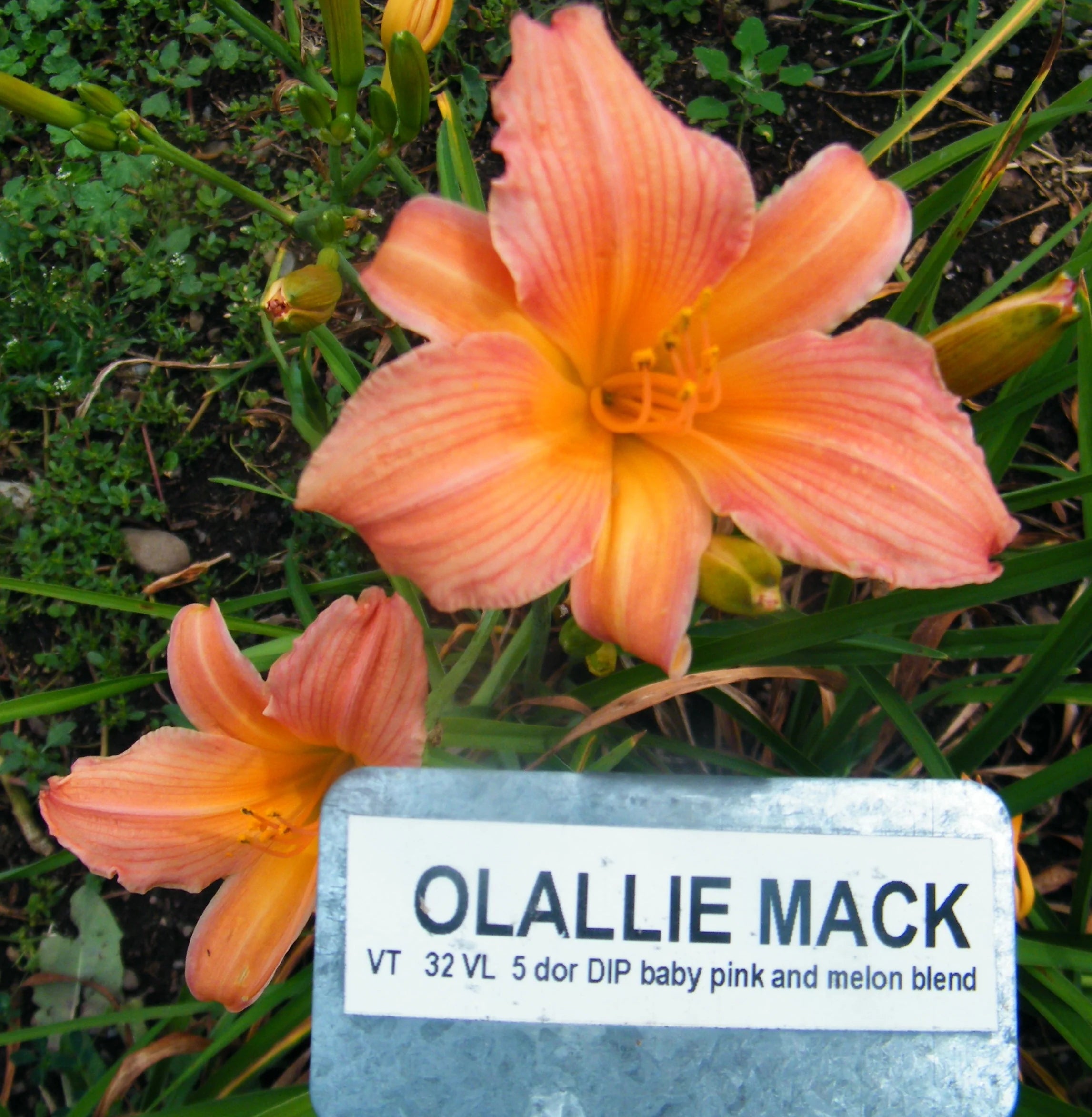 OLALLIE MACK – QB Daylily Gardens