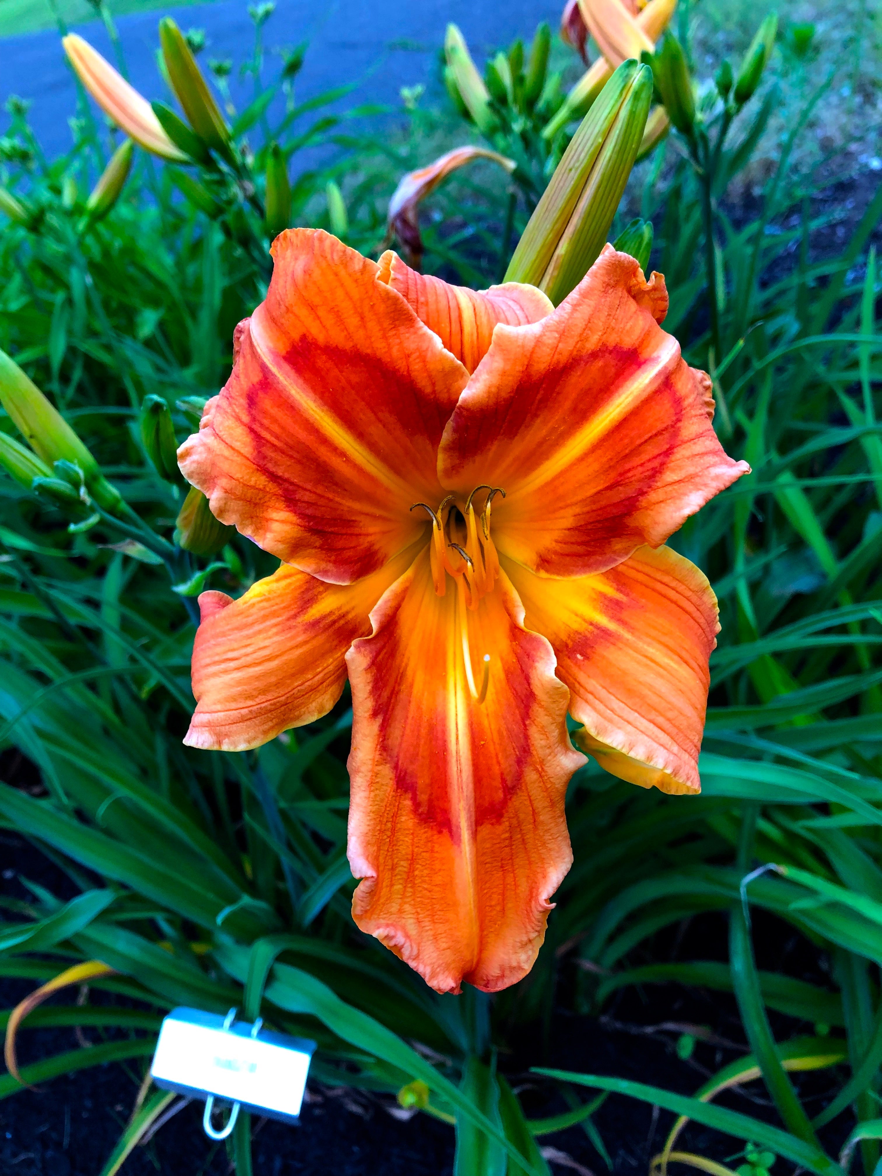 ORANGUTAN – QB Daylily Gardens