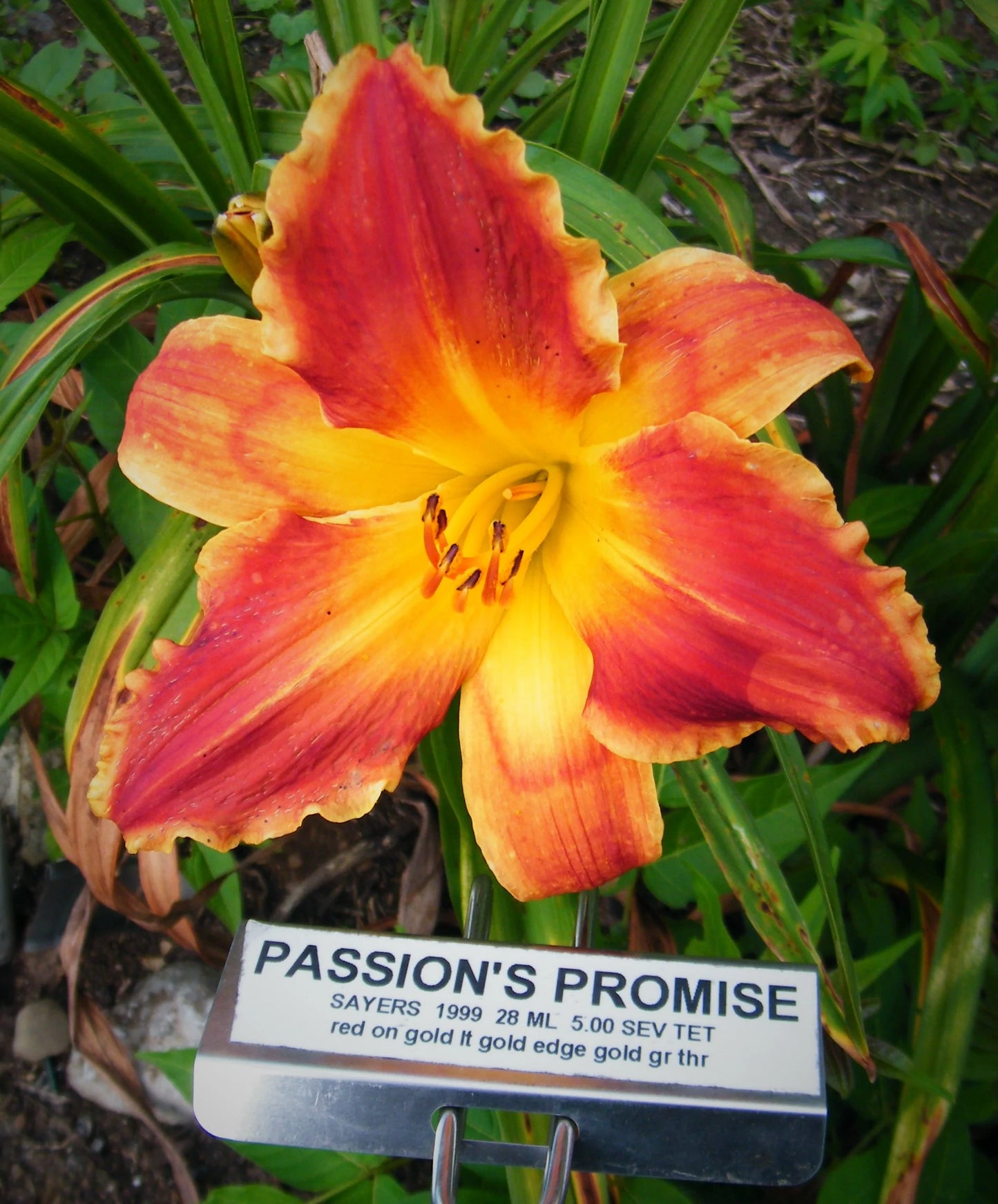PASSIONS PROMISE