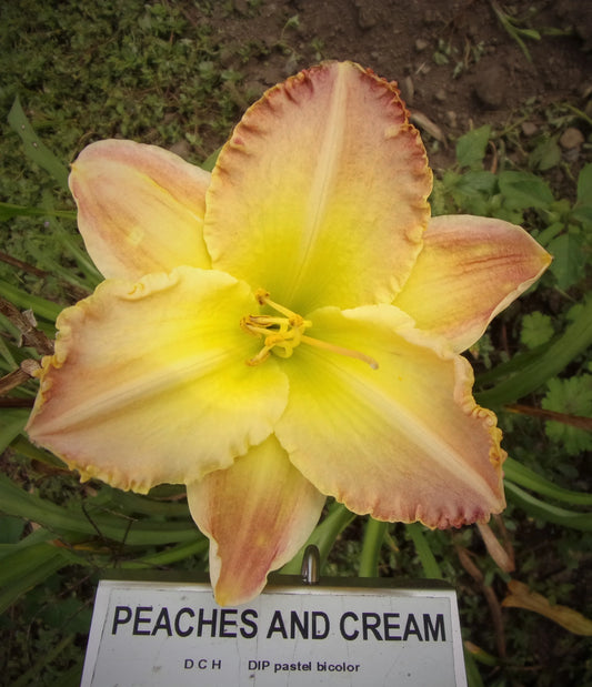PEACHES AND CREAM
