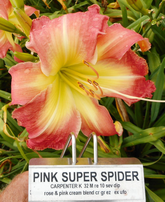 PINK SUPER SPIDER