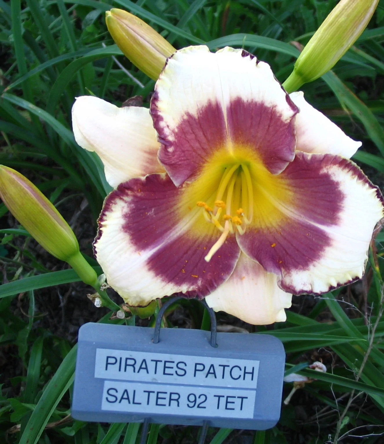 PIRATE'S PATCH