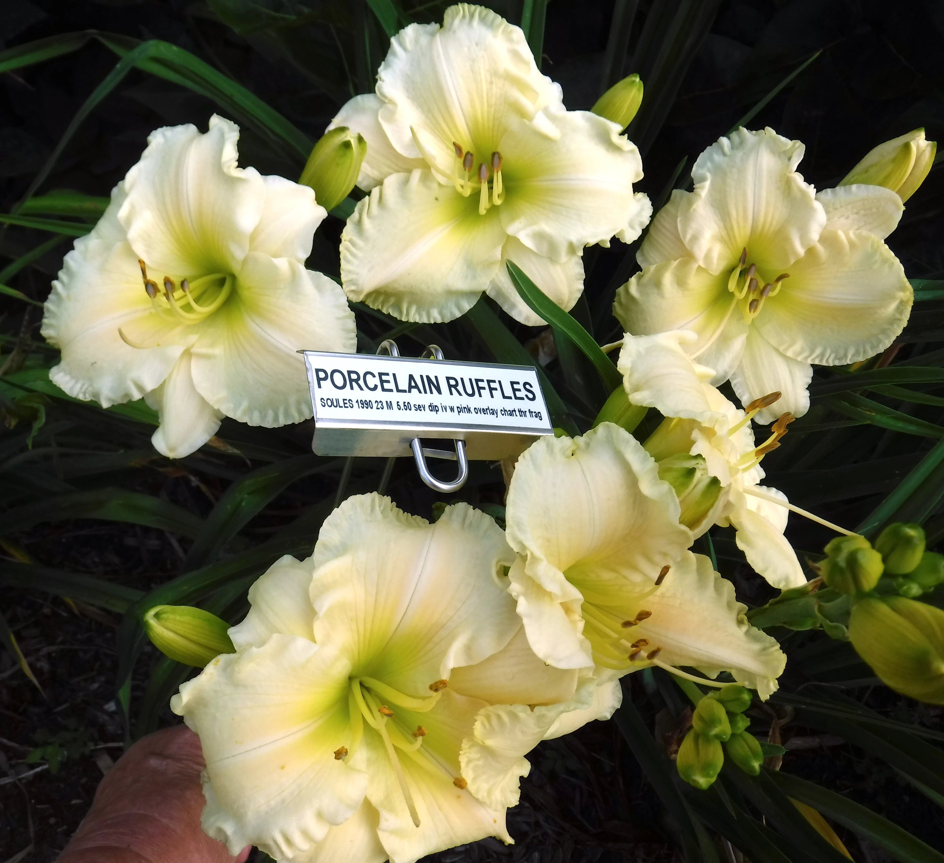 PORCELAIN RUFFLES – QB Daylily Gardens