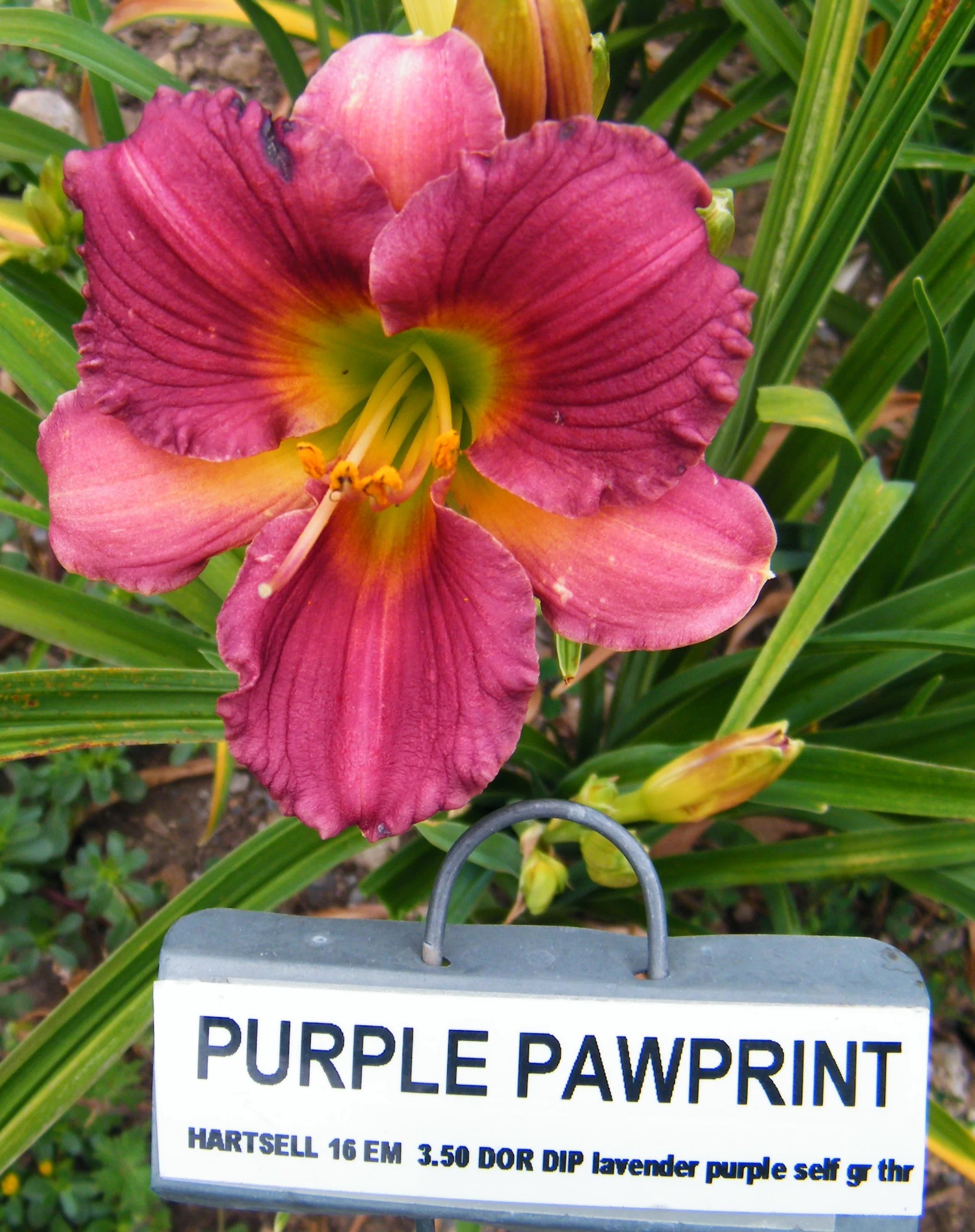 PURPLE PAWPRINT – QB Daylily Gardens