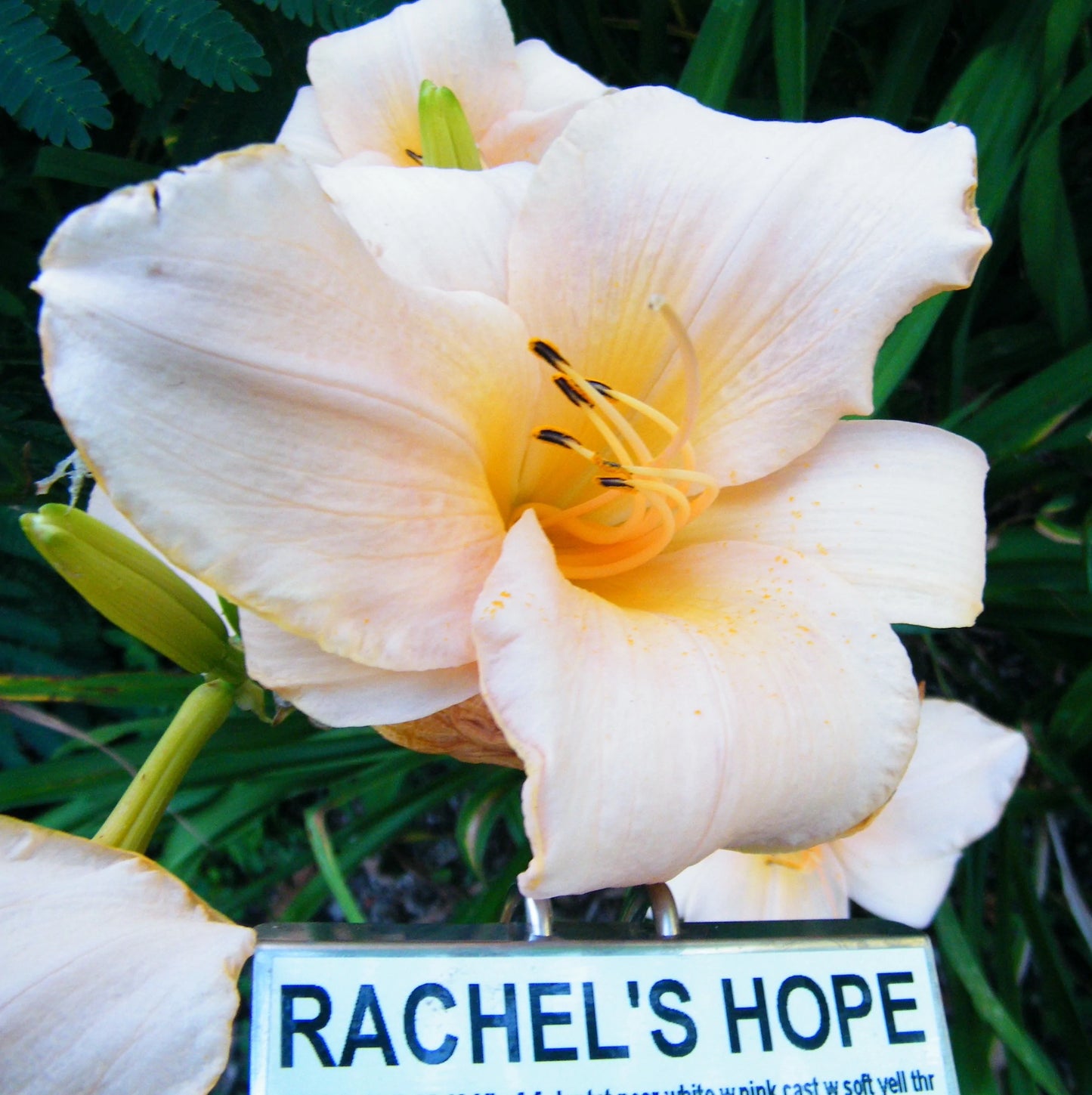 RACHEL'S HOPE