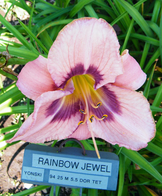 RAINBOW JEWEL