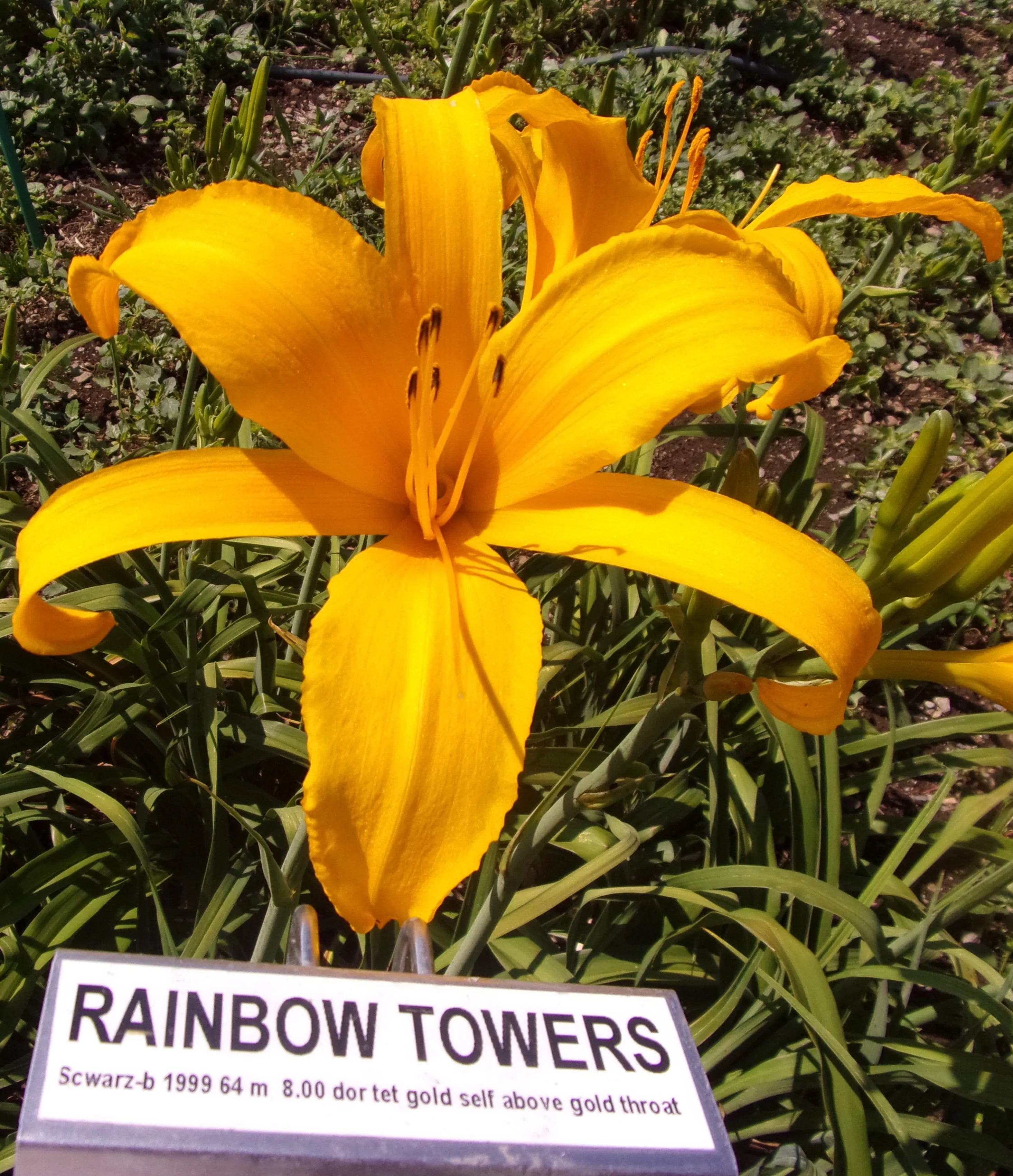 RAINBOW TOWERS – QB Daylily Gardens