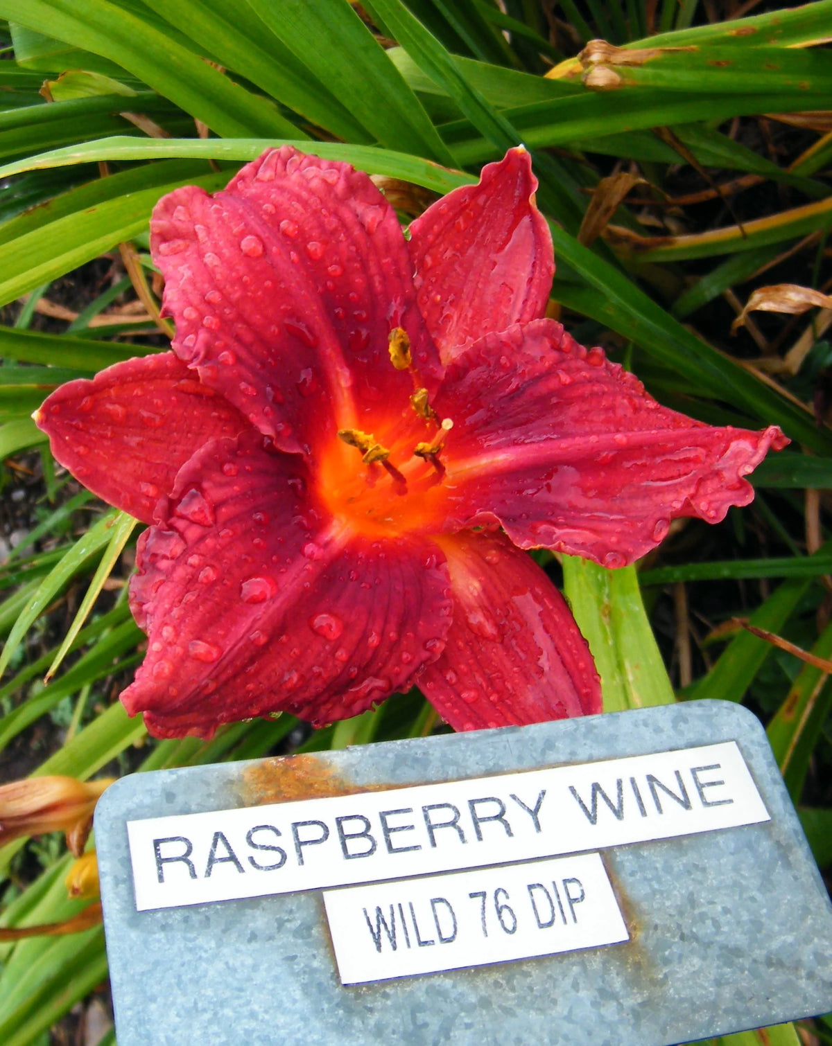 Golden Raspberry Wine RASPBERRY WINE – QB Daylily Gardens