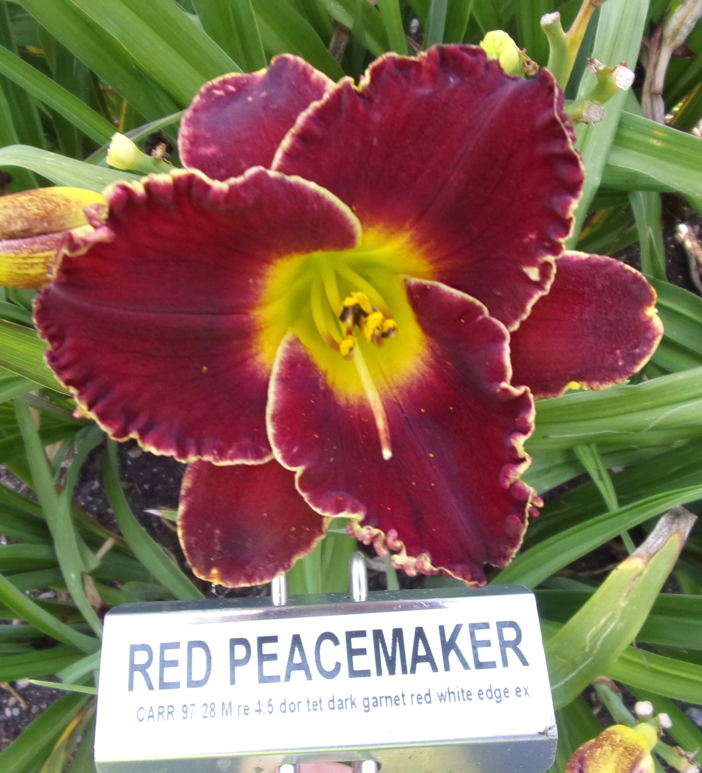 RED PEACEMAKER