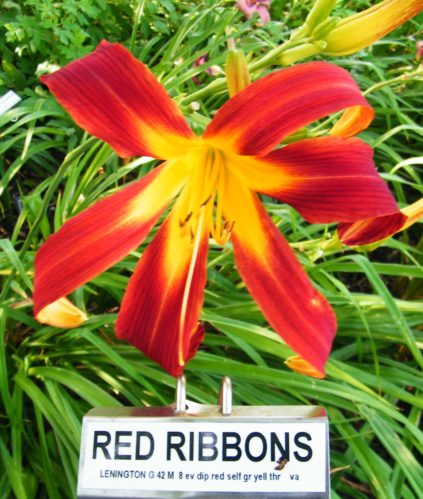 RED RIBBONS