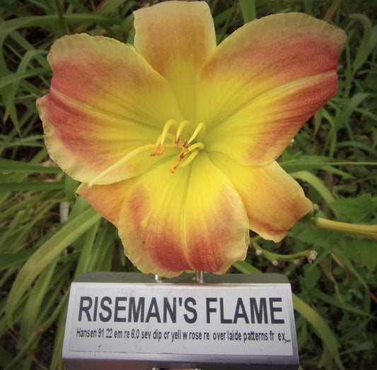 RISEMAN'S FLAME