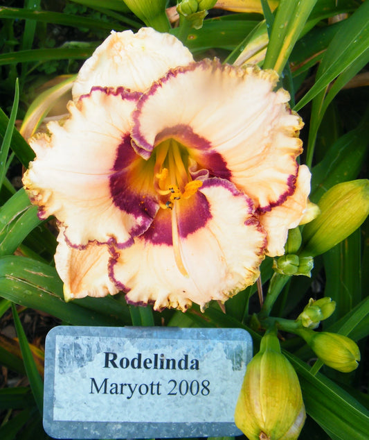 RODELINDA