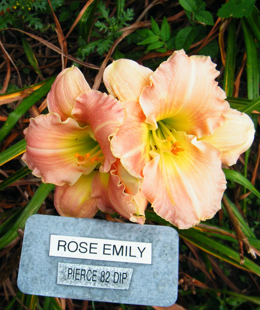 ROSE EMILY
