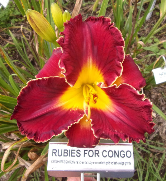 RUBIES FOR CONGO