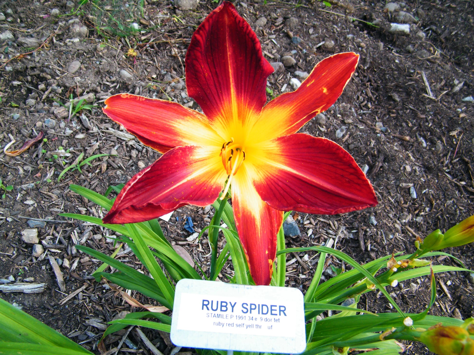 ruby spider lily RUBY SPIDER – QB Daylily Gardens