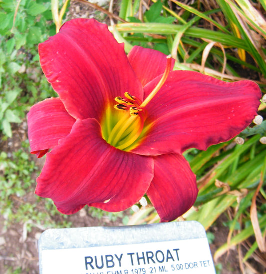 RUBY THROAT