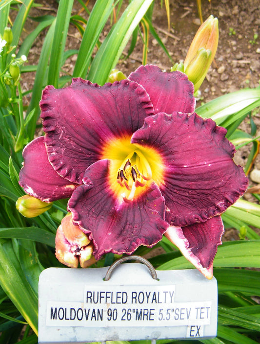 RUFFLED ROYALTY