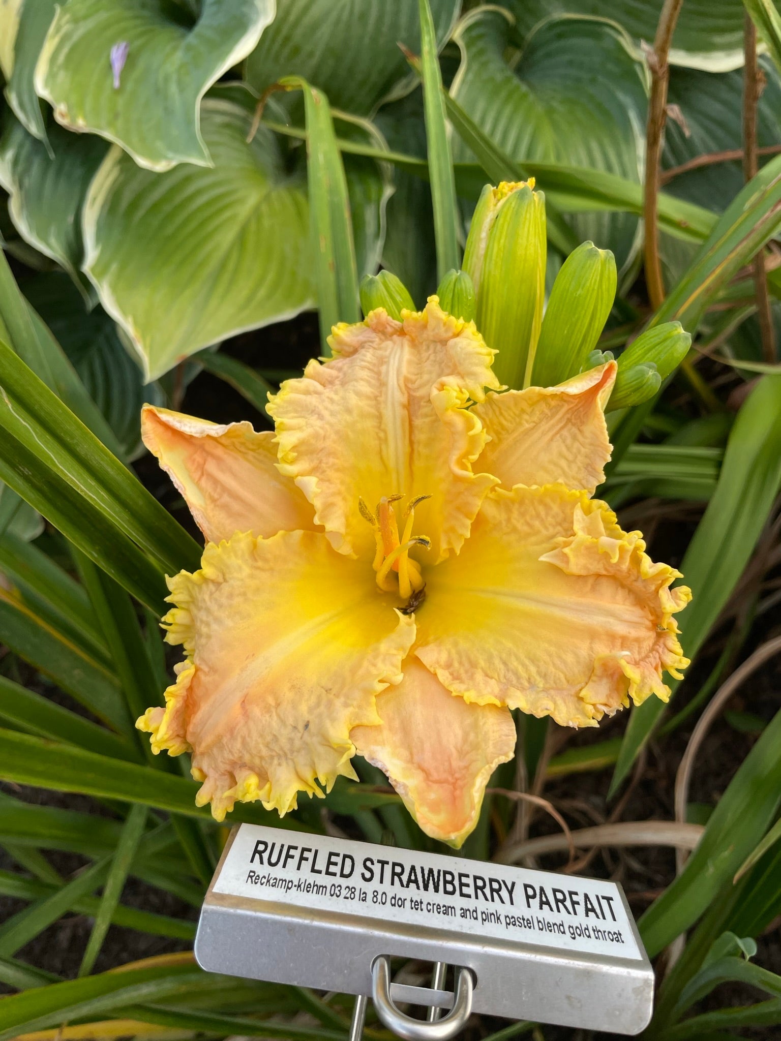 RUFFLED STRAWBERRY PARFAIT – QB Daylily Gardens