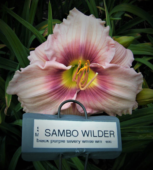 SAMBO WILDER