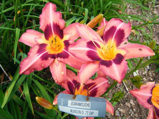 Patterns – QB Daylily Gardens