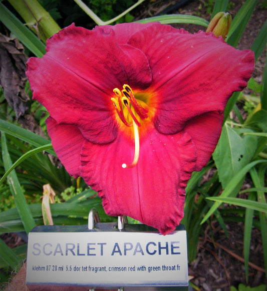 SCARLET APACHE