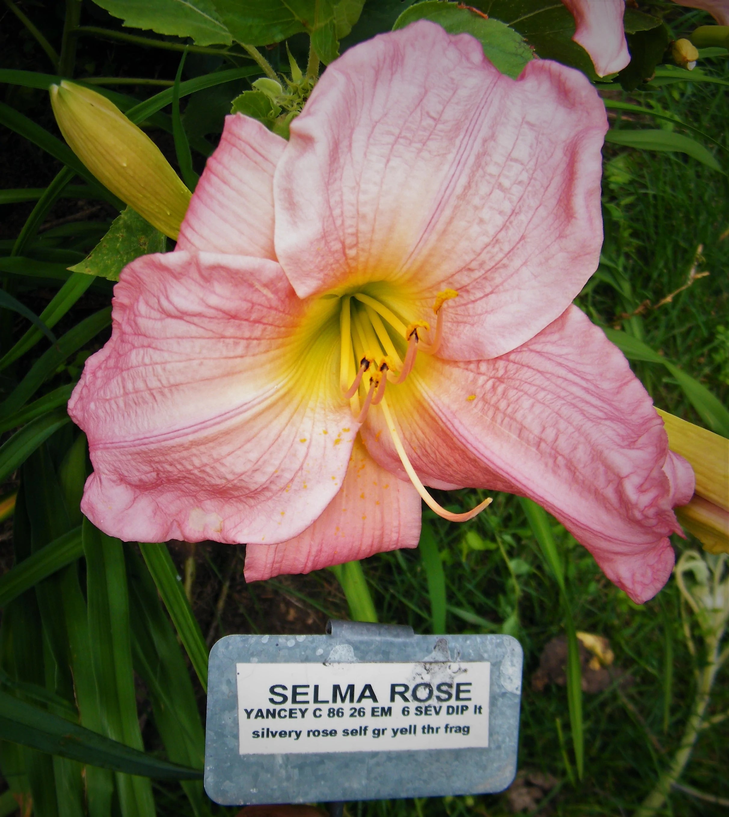 SELMA ROSE – QB Daylily Gardens