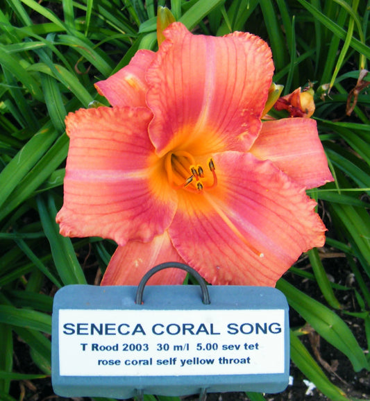 SENECA CORAL SONG