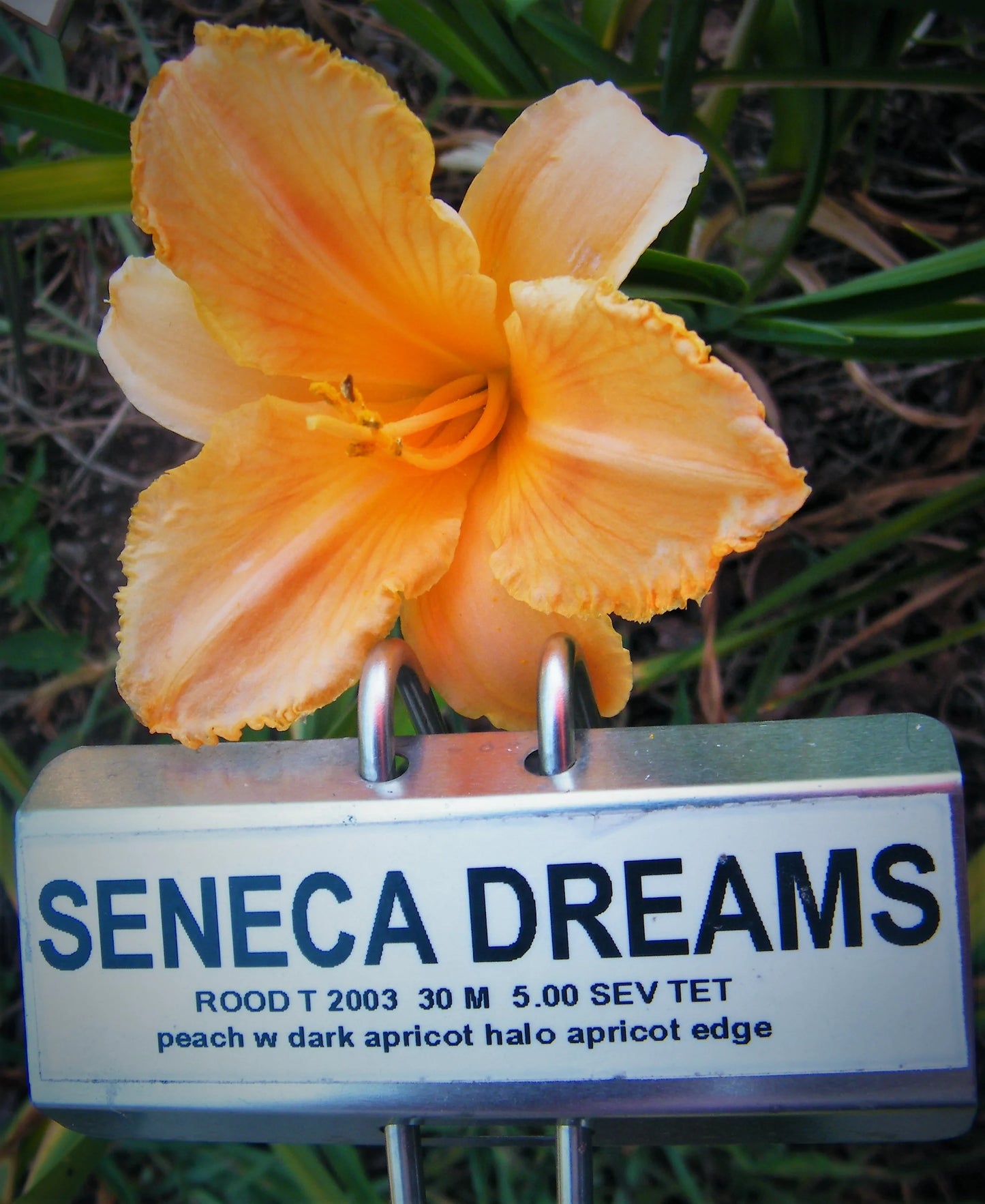 SENECA DREAMS