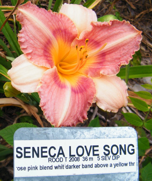 SENECA LOVE SONG