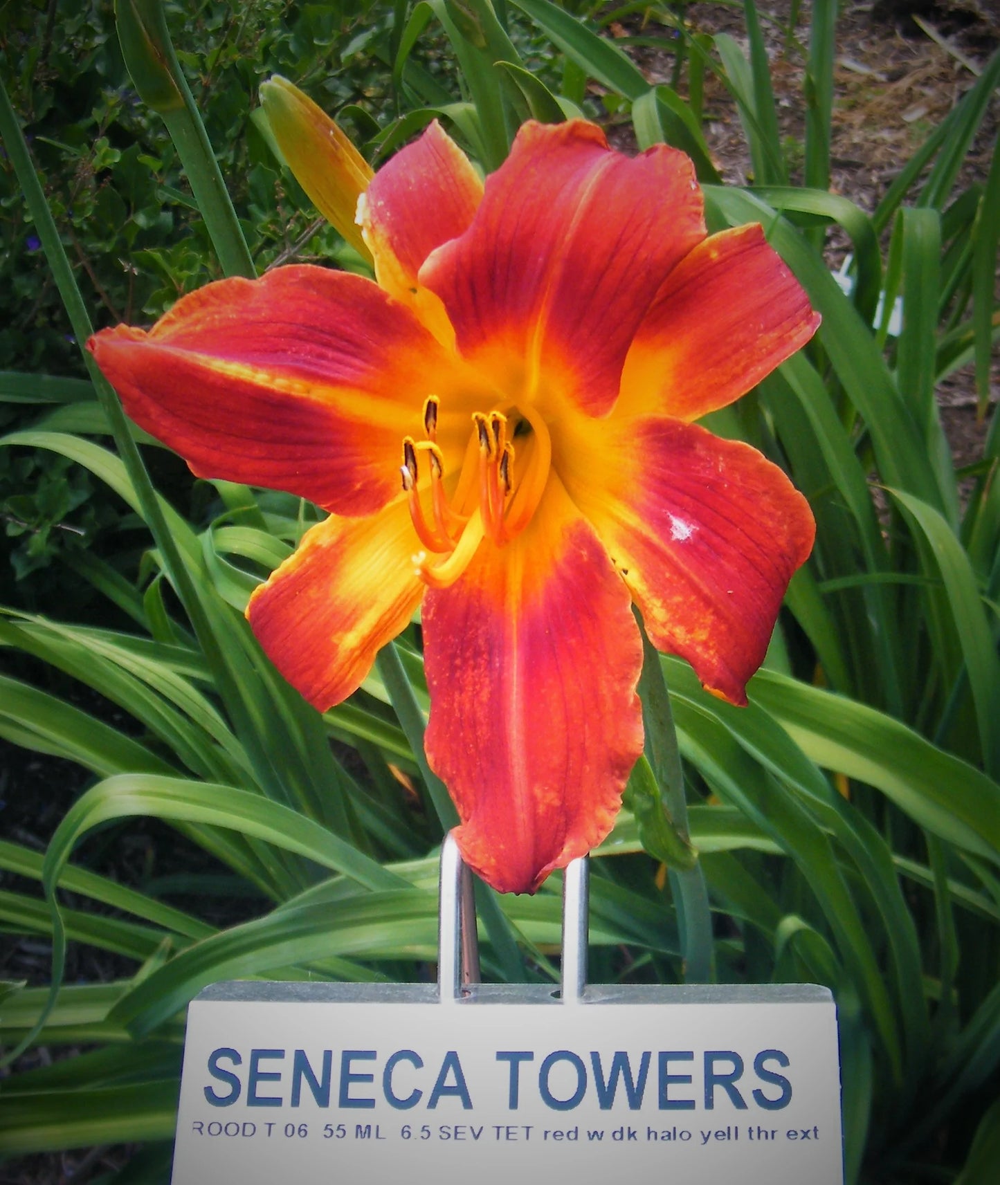 SENECA TOWERS
