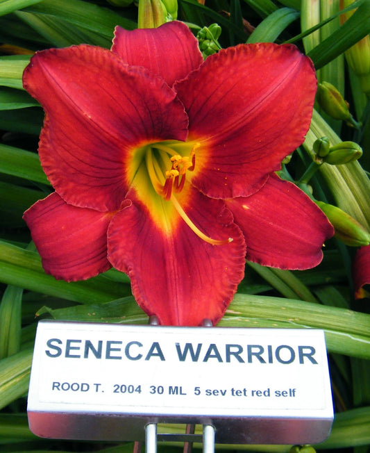 SENECA WARRIOR