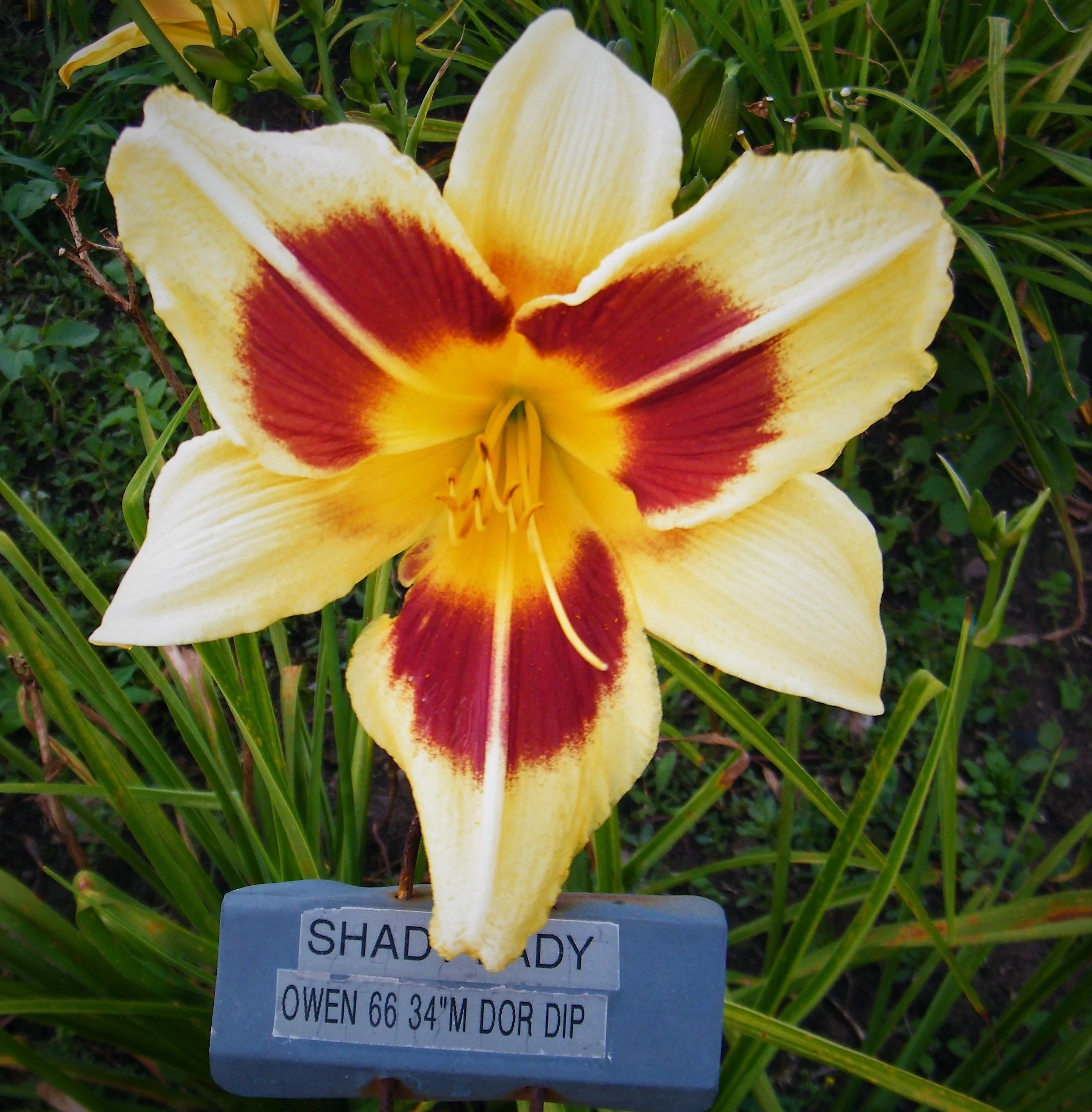 SHADY LADY – QB Daylily Gardens