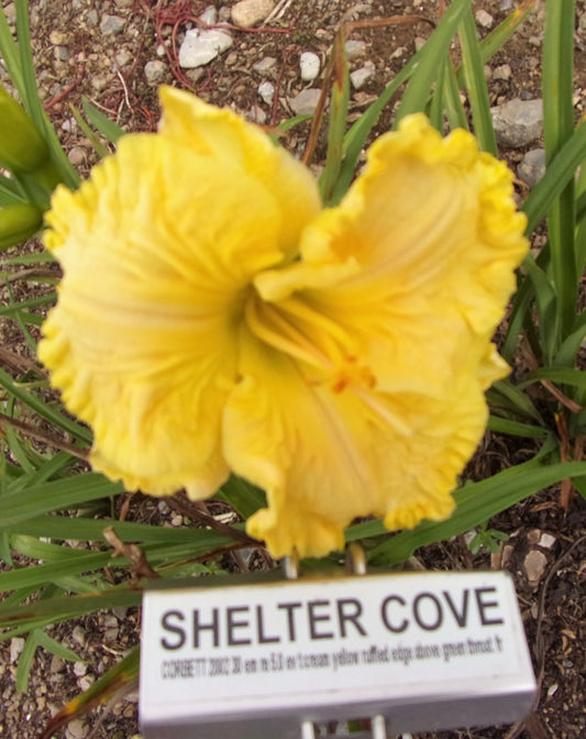 SHELTER COVE