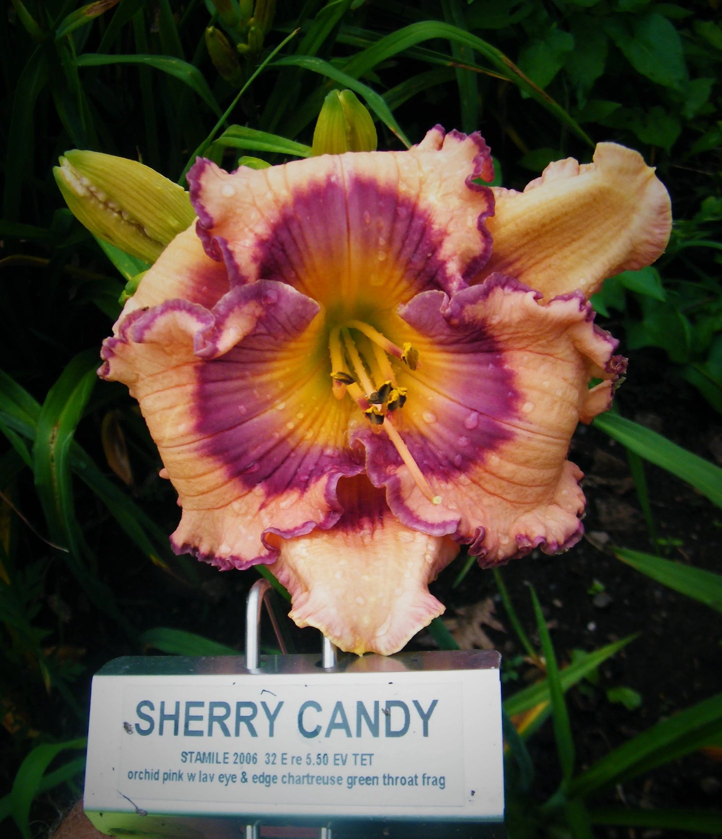 SHERRY CANDY