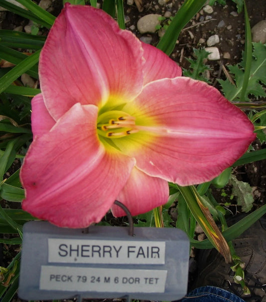 SHERRY FAIR