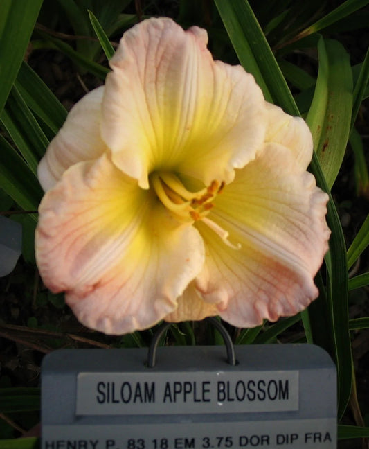 SILOAM APPLE BLOSSOM