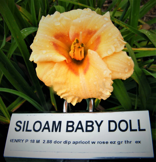 SILOAM BABY DOLL
