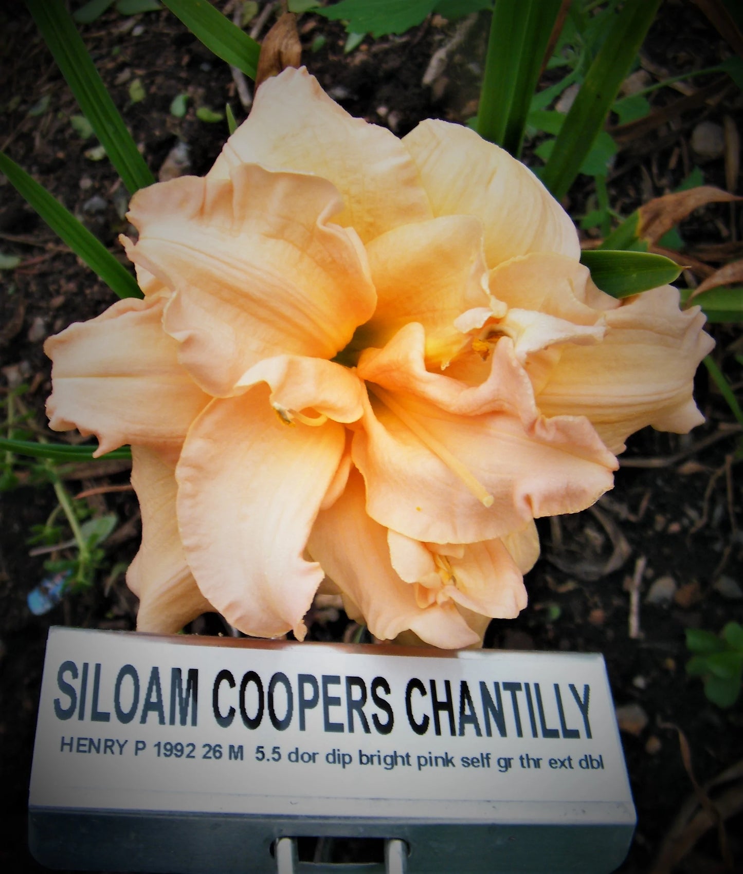 SILOAM COOPERS CHANTILLY