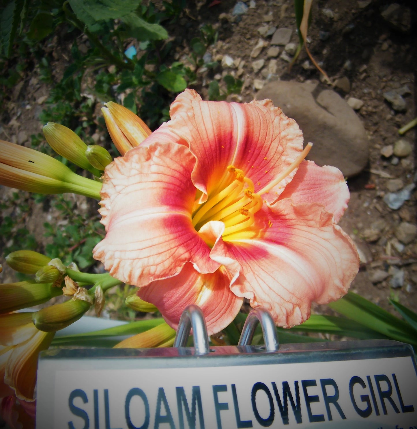 SILOAM FLOWER GIRL