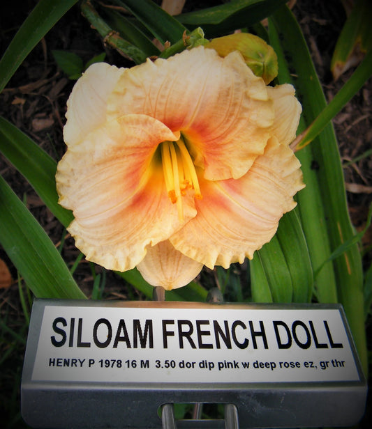 SILOAM FRENCH DOLL
