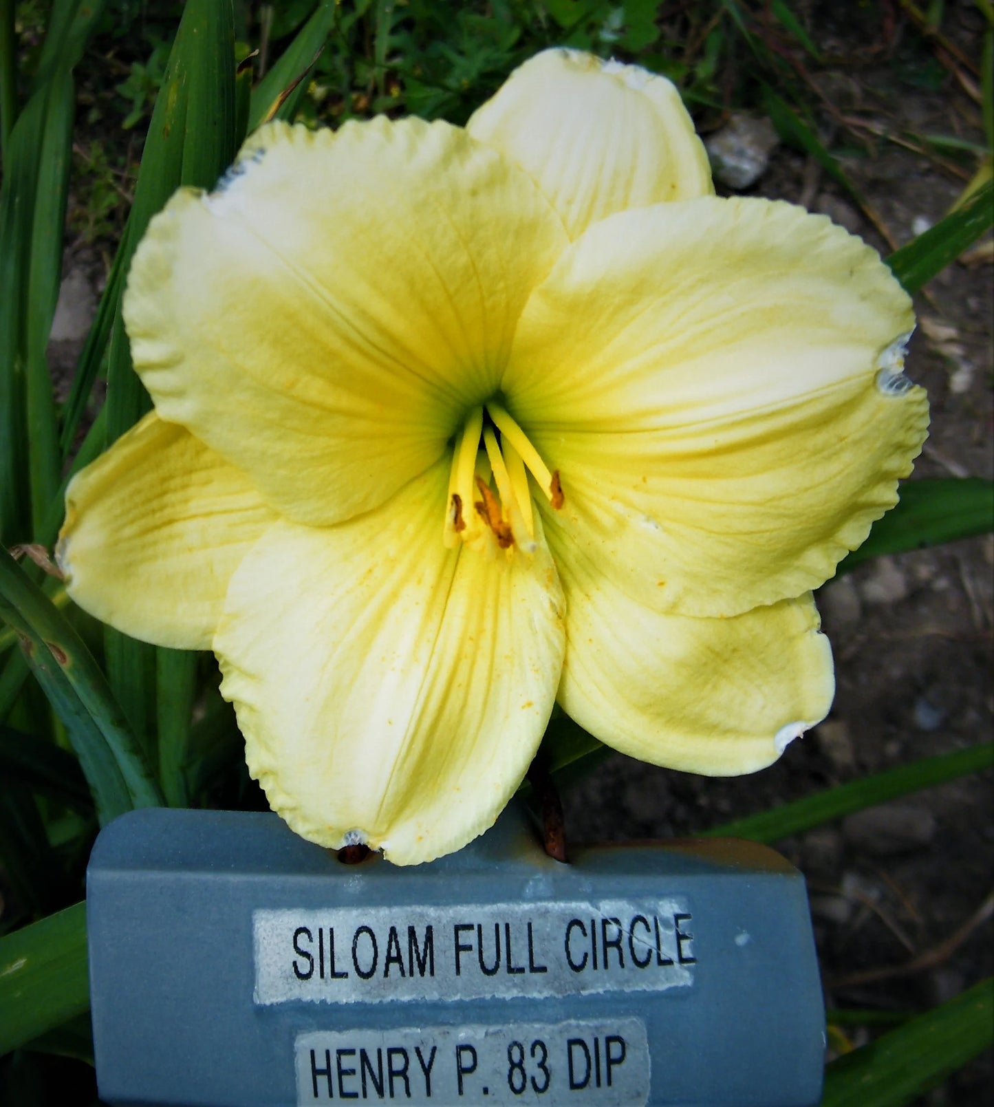 SILOAM FULL CIRCLE