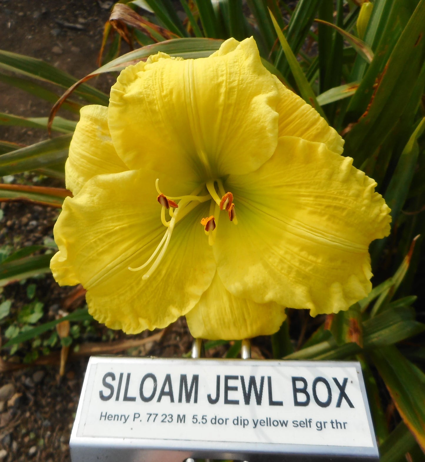 SILOAM JEWL BOX