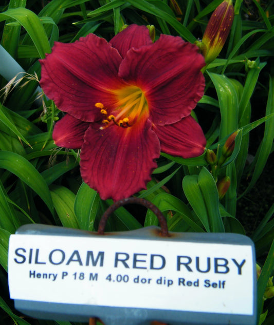 SILOAM RED RUBY